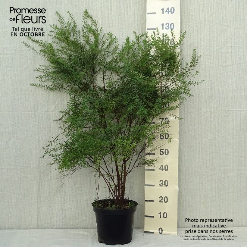 Example of Braut-Spierstrauch Alba - Spiraea arguta Topf mit 7,5L/10L as you get in automne