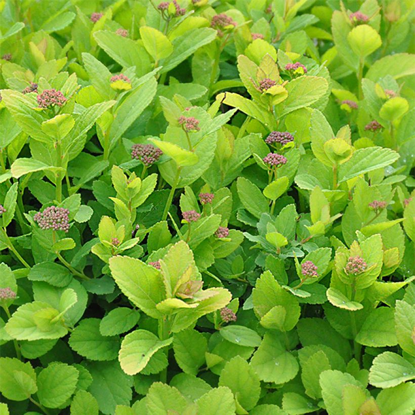 Birkenblättrige Spiere Pink Sparkler - Spiraea betulifolia (Foliage)