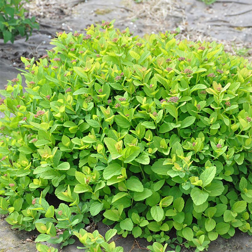 Birkenblättrige Spiere Pink Sparkler - Spiraea betulifolia (Plant habit)