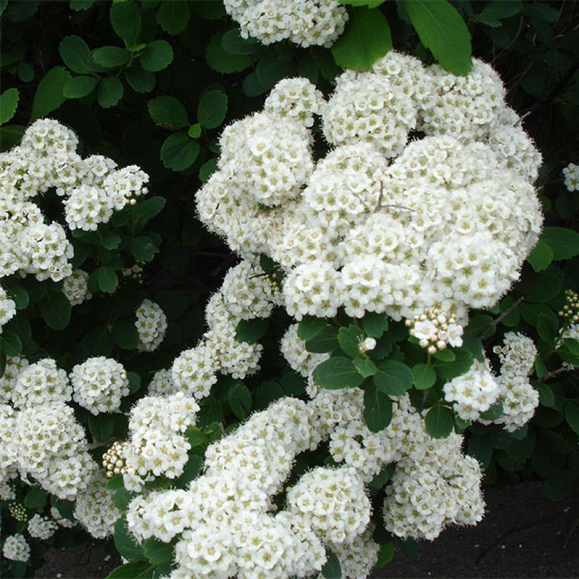Birkenblättrige Spiere Tor - Spiraea betulifolia (Flowering)