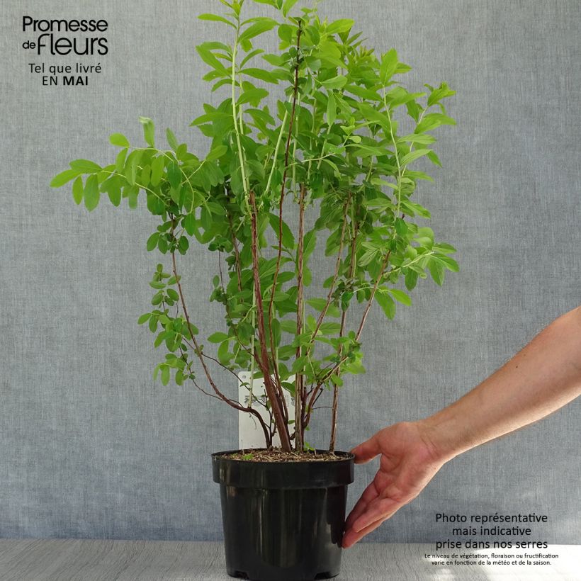 Exemplar von Billiards Spierstrauch - Spiraea billiardii Topf mit 3L/4L wie im Frühjahr geliefert
