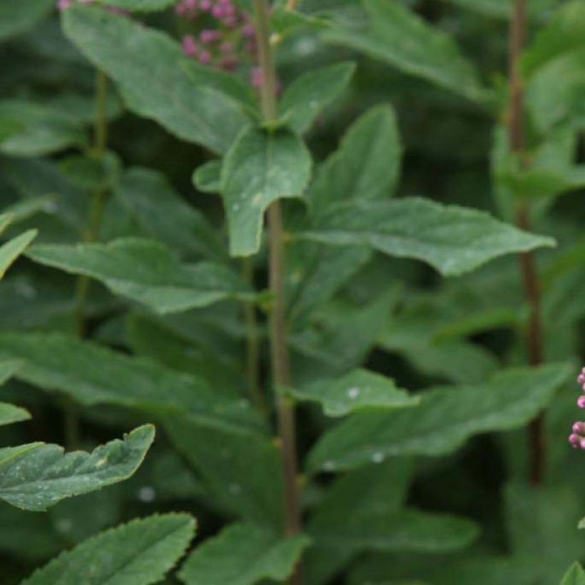 Billiards Spierstrauch - Spiraea billiardii (Foliage)