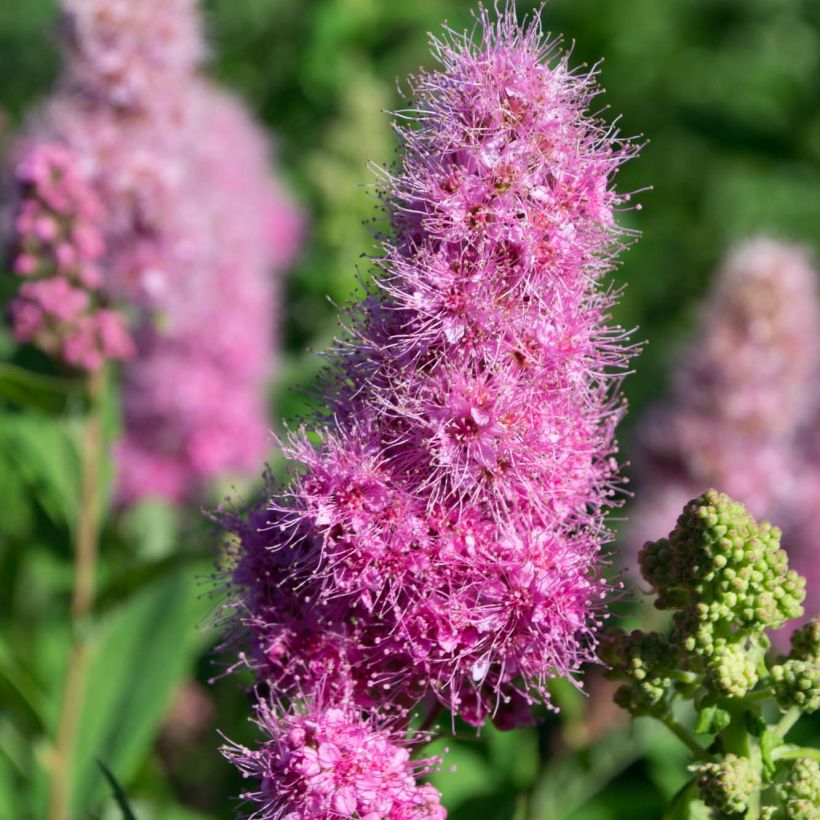 Billiards Spierstrauch - Spiraea billiardii (Flowering)
