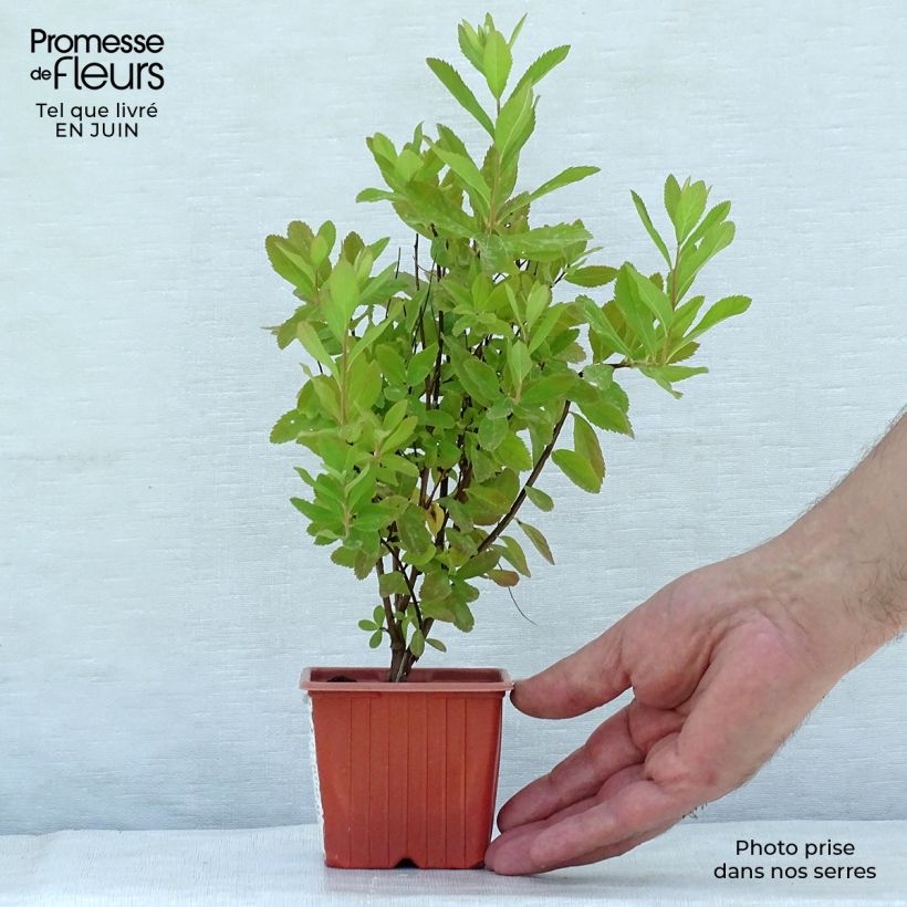 Exemplar von Billiards Spierstrauch - Spiraea billiardii Kleine Töpfe von 8/9 cm wie im Sommer geliefert