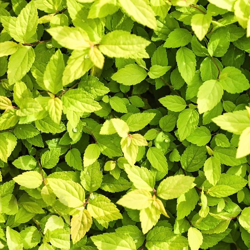 Gamander-Spierstrauch - Spiraea chamaedryfolia (Foliage)