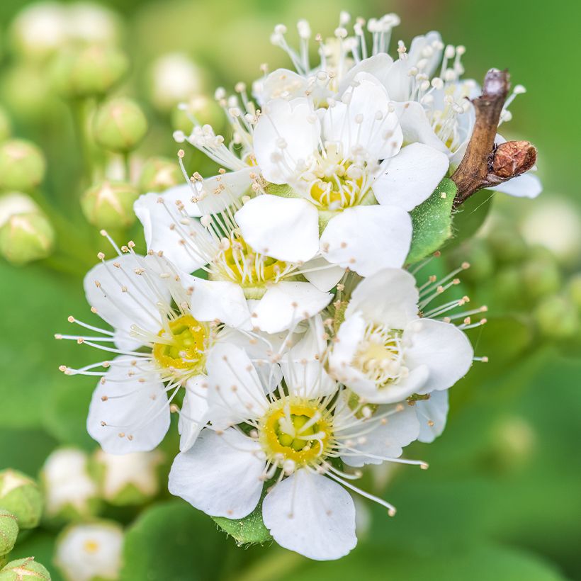 Gamander-Spierstrauch - Spiraea chamaedryfolia (Flowering)
