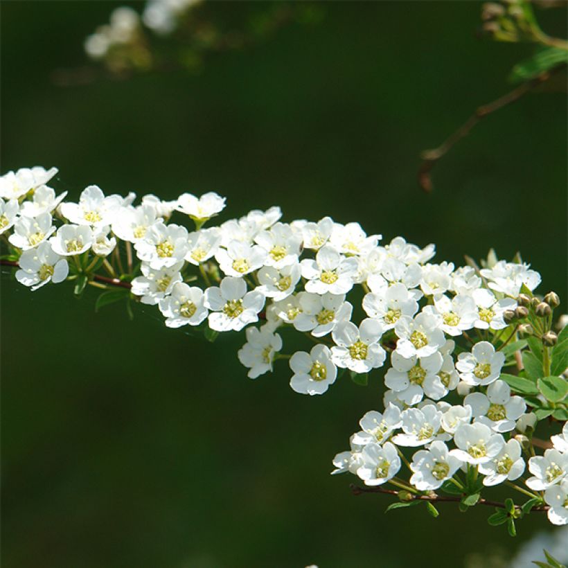 Weiße Rispenspiere Grefsheim - Spiraea cinerea (Flowering)