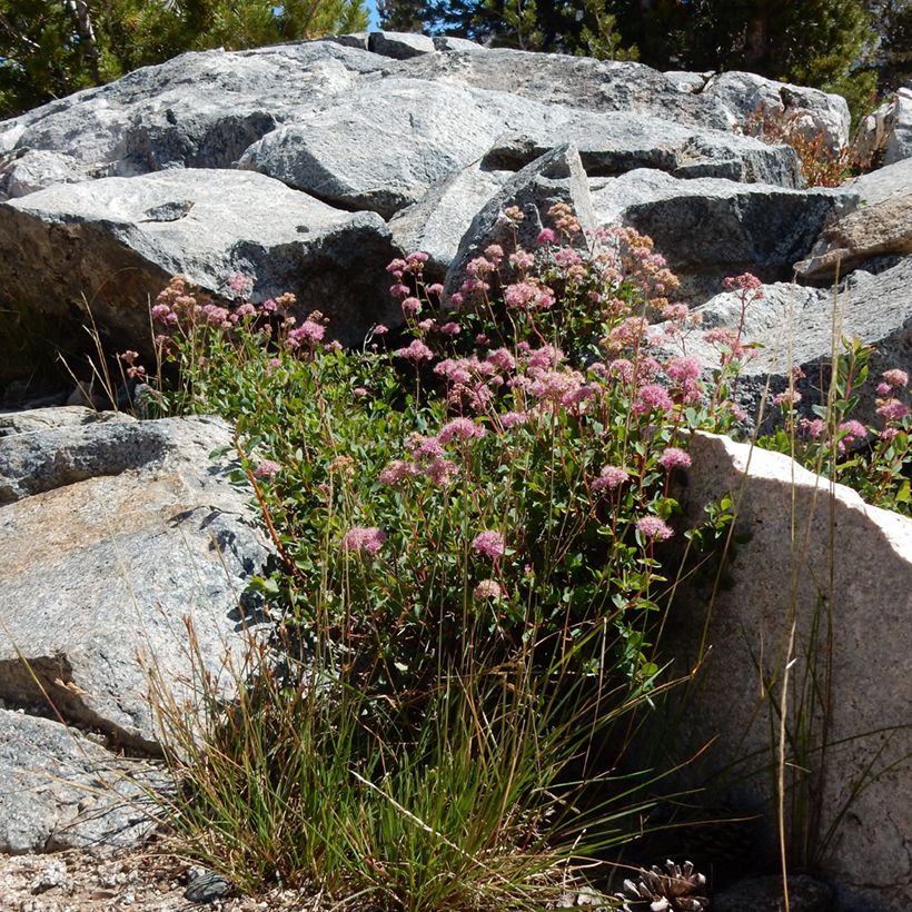Dichtblütiger Spierstrauch - Spiraea densiflora (Plant habit)