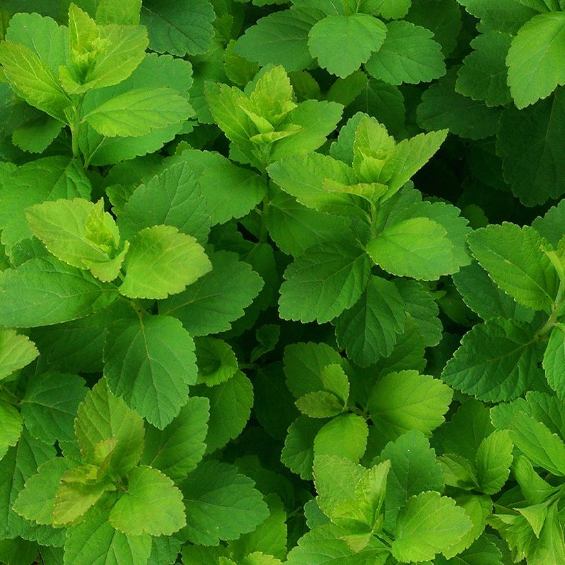 Dichtblütiger Spierstrauch - Spiraea densiflora (Foliage)