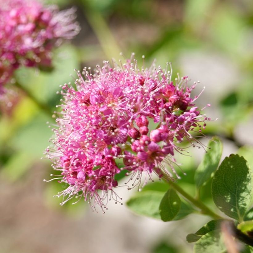Dichtblütiger Spierstrauch - Spiraea densiflora (Flowering)