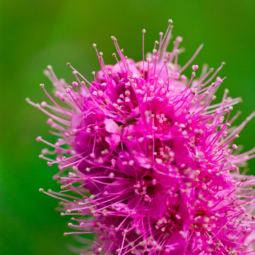 Douglas-Spierstrauch - Spiraea douglasii (Flowering)