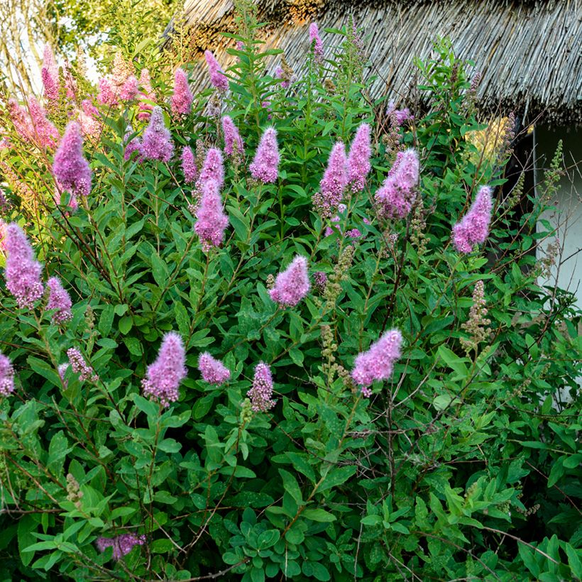 Douglas-Spierstrauch - Spiraea douglasii (Plant habit)