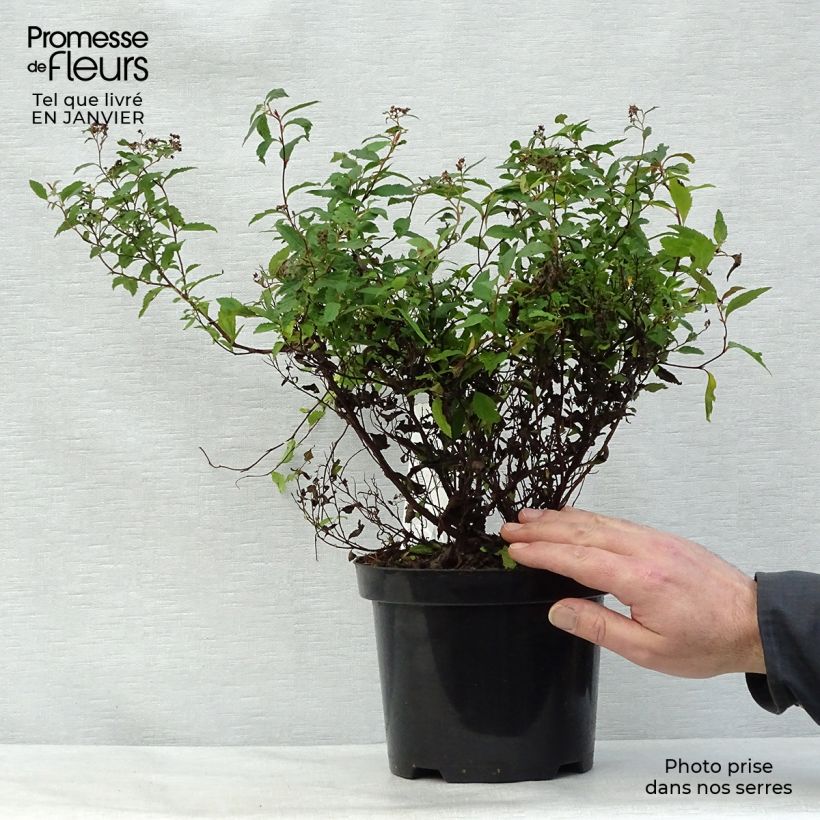 Exemplar von Rote Sommerspiere Anthony Waterer - Spiraea japonica Topf mit 3L/4L wie im Winter geliefert