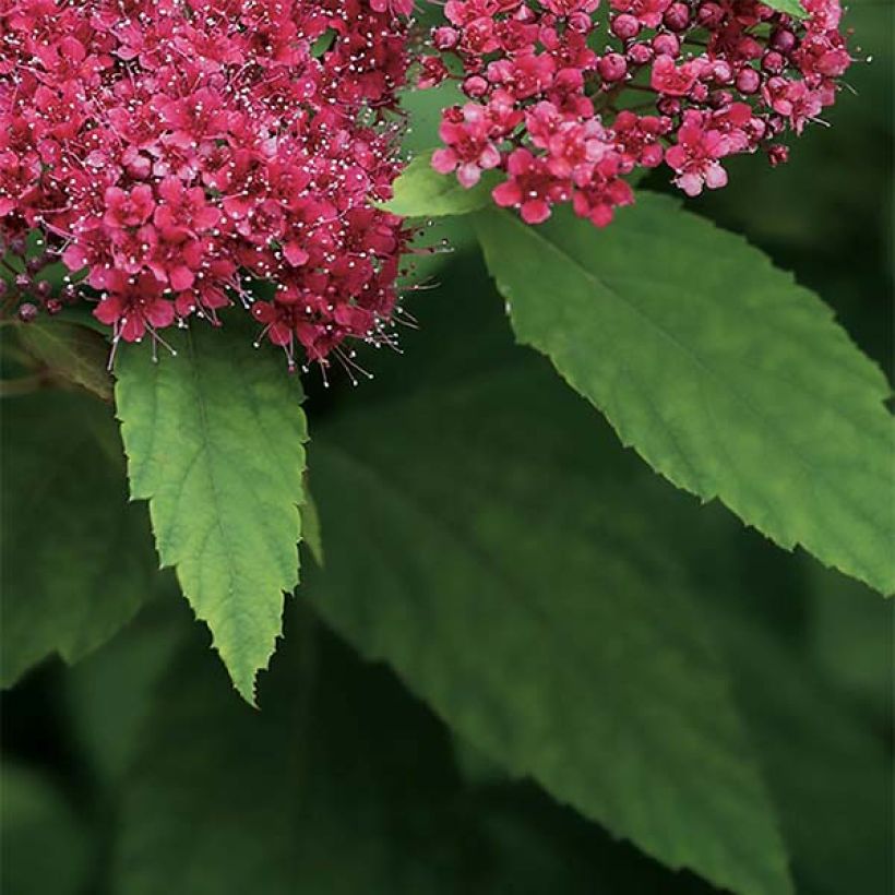 Sommerspiere Double Play Red - Spiraea japonica (Foliage)