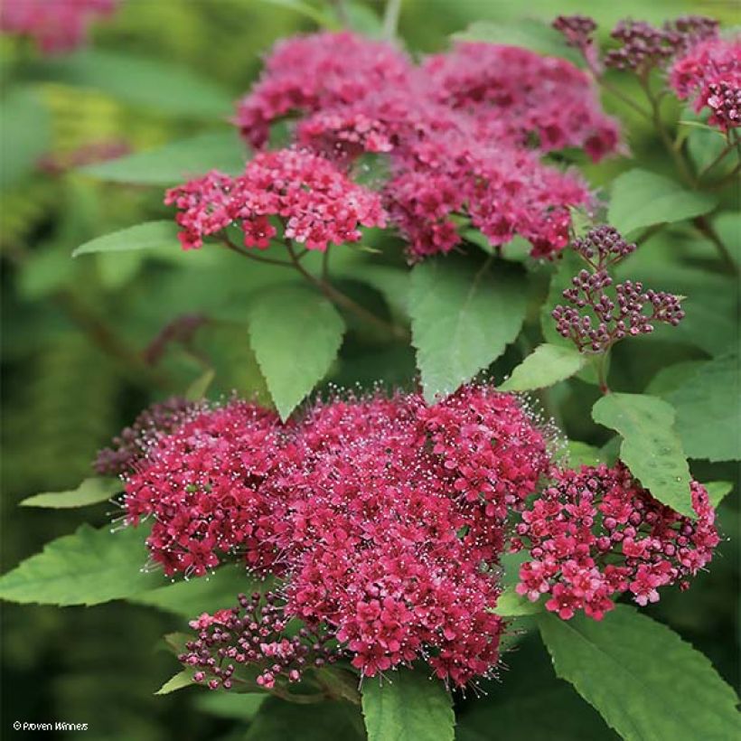 Sommerspiere Double Play Red - Spiraea japonica (Flowering)
