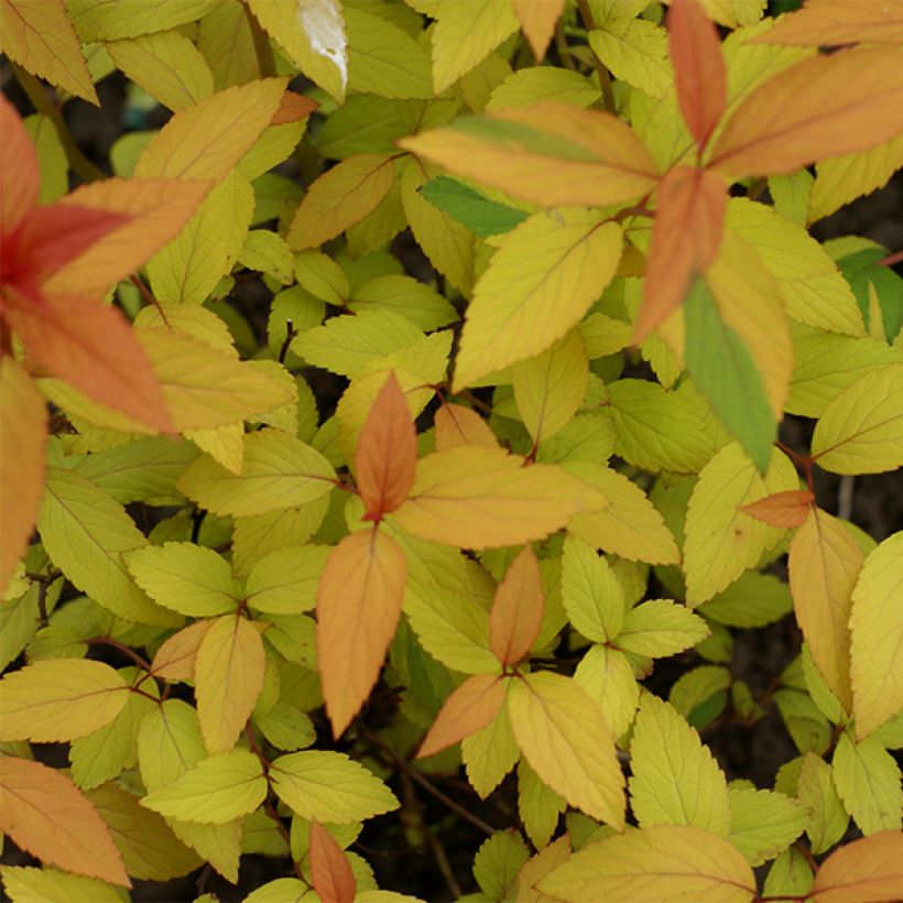 Sommerspiere Magic Carpet - Spiraea japonica (Foliage)