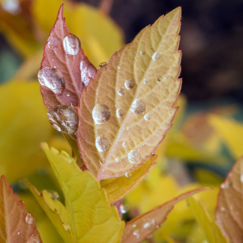 Sommerspiere Pink & Gold - Spiraea japonica (Foliage)