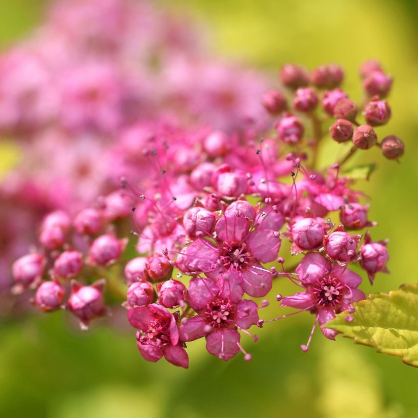 Sommerspiere Pink & Gold - Spiraea japonica (Flowering)