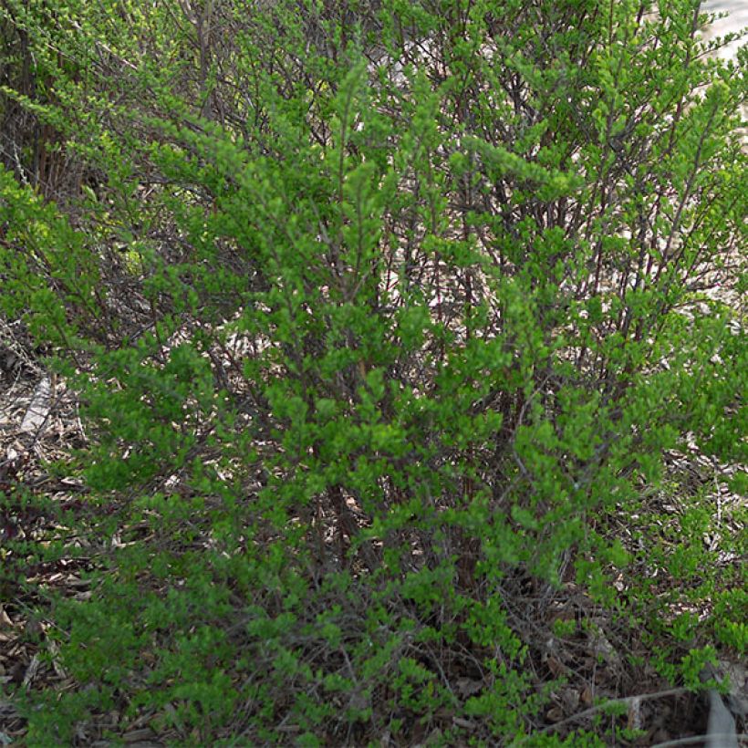 Japanische Strauchspiere Snowmound - Spiraea nipponica (Foliage)