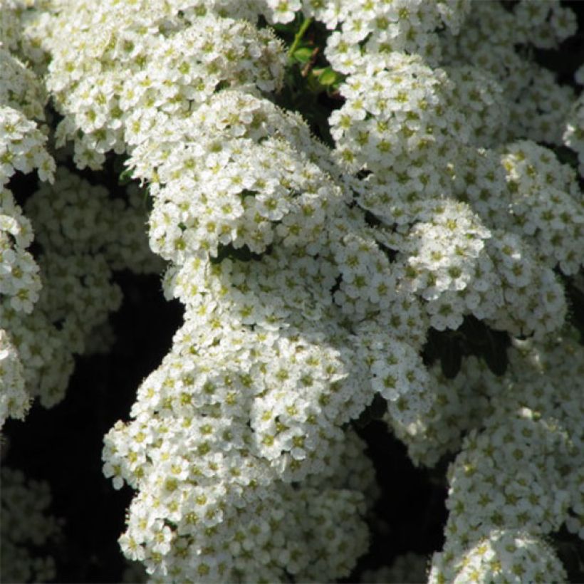 Japanische Strauchspiere Snowmound - Spiraea nipponica (Flowering)