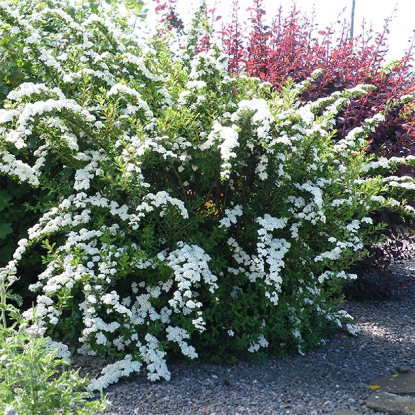 Japanische Strauchspiere Snowmound - Spiraea nipponica (Plant habit)