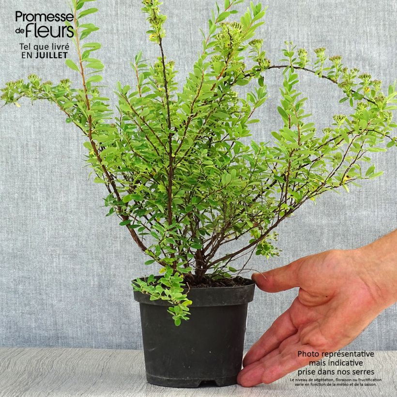 Exemplar von Japanische Strauchspiere Snowmound - Spiraea nipponica Topf mit 1L/1,5L wie im Sommer geliefert
