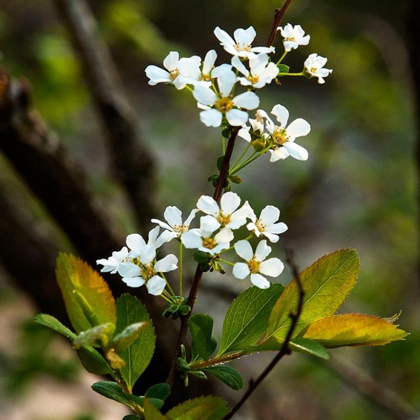 Pflaumenblättriger Spierstrauch - Spiraea prunifolia (Flowering)
