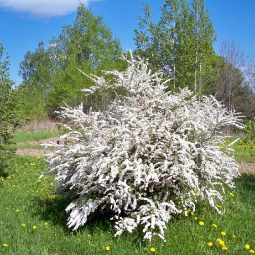 Pflaumenblättriger Spierstrauch - Spiraea prunifolia (Plant habit)