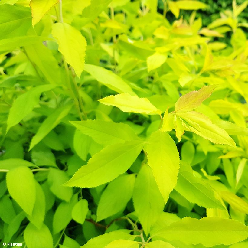 Pflaumenblättriger Spierstrauch Goldfire - Spiraea prunifolia (Foliage)