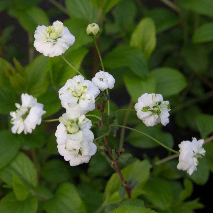 Pflaumenblättriger Spierstrauch Plena - Spiraea prunifolia (Flowering)