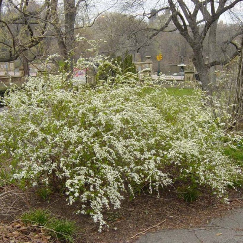 Pflaumenblättriger Spierstrauch Plena - Spiraea prunifolia (Plant habit)