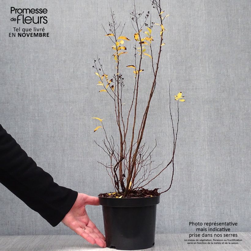 Example of Pflaumenblättriger Spierstrauch - Spiraea prunifolia Topf mit 2L/3L as you get in automne