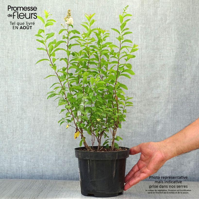 Exemplar von Pflaumenblättriger Spierstrauch - Spiraea prunifolia Topf mit 2L/3L wie im Sommer geliefert