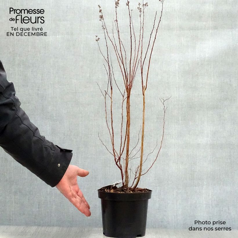 Exemplar von Pflaumenblättriger Spierstrauch - Spiraea prunifolia Topf mit 2L/3L wie im Winter geliefert