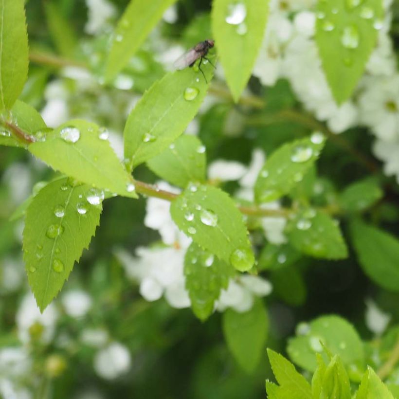 Frühlingsspiere - Spiraea thunbergii (Foliage)