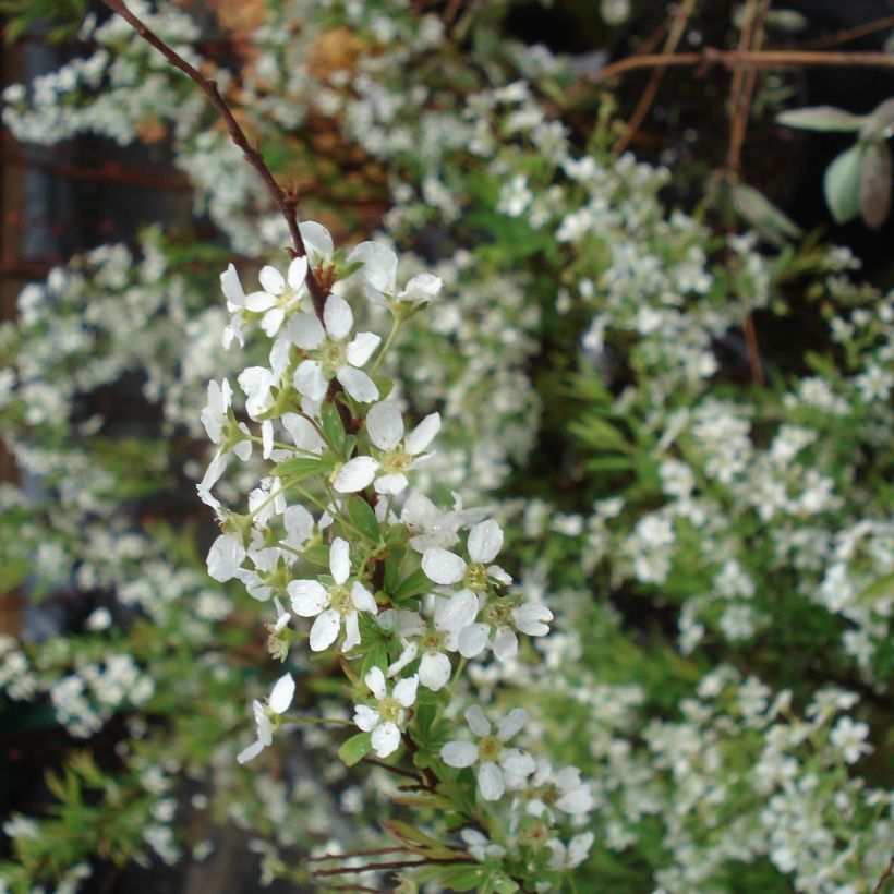 Frühlingsspiere - Spiraea thunbergii (Flowering)