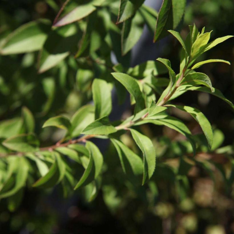 Frühlingsspiere Fujino Pink - Spiraea thunbergii (Foliage)