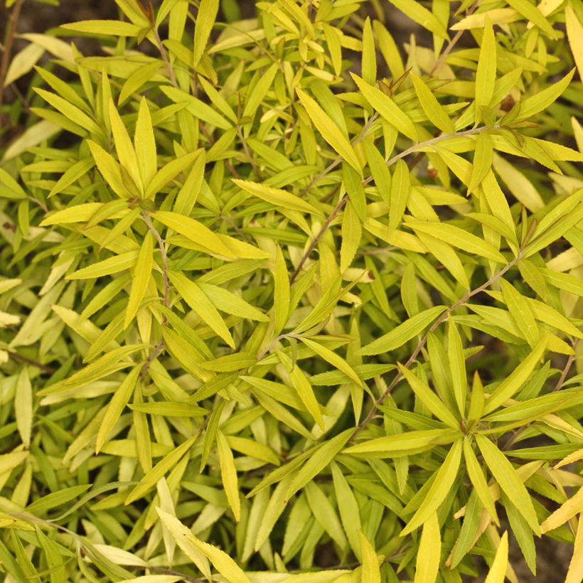 Frühlingsspiere Ogon - Spiraea thunbergii (Foliage)