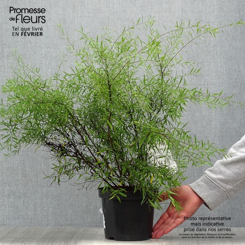 Example of Frühlingsspiere - Spiraea thunbergii Topf mit 3L/4L as you get in automne