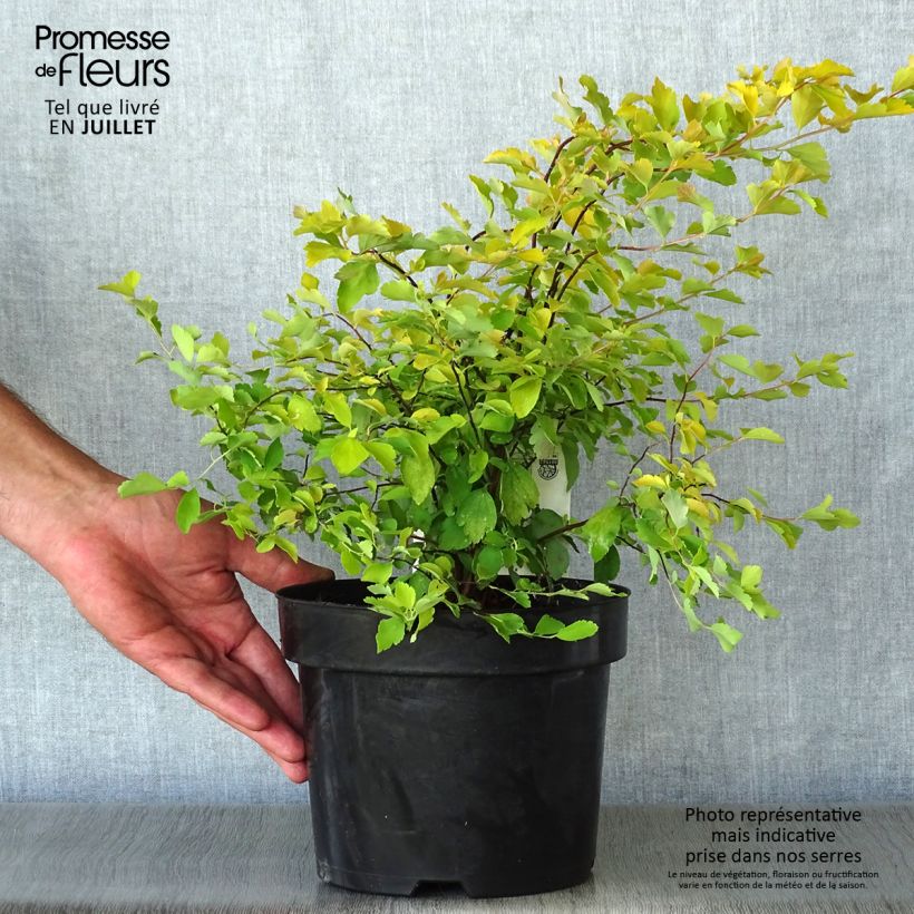 Exemplar von Spierstrauch Gold Fountain - Spiraea vanhouttei Topf mit 3L/4L wie im Sommer geliefert