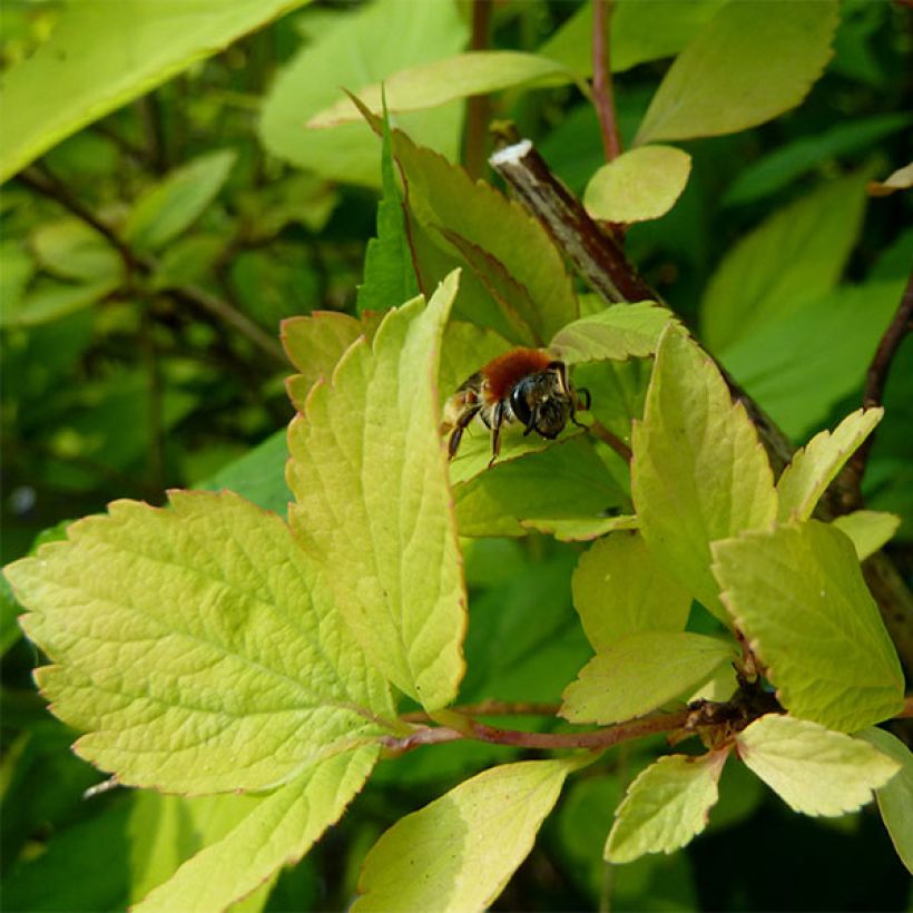 Spierstrauch Gold Fountain - Spiraea vanhouttei (Foliage)