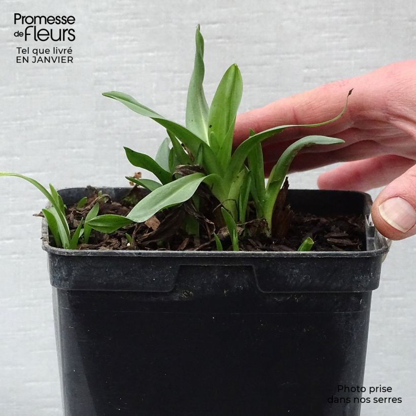 Exemplar von Spiranthes cernua var odorata Chadd's Ford - Drehwurz Topf mit 2L/3L wie im Winter geliefert