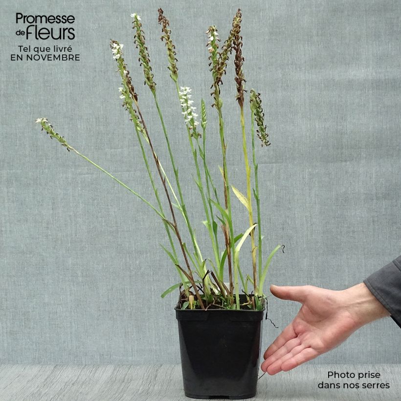 Example of Spiranthes cernua var odorata Chadd's Ford - Drehwurz Topf mit 2L/3L as you get in automne