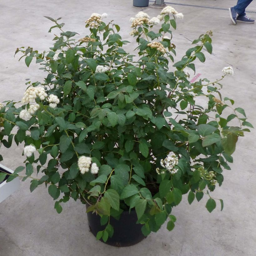 Sommerspiere Double Play Kazoo - Spiraea japonica (Plant habit)