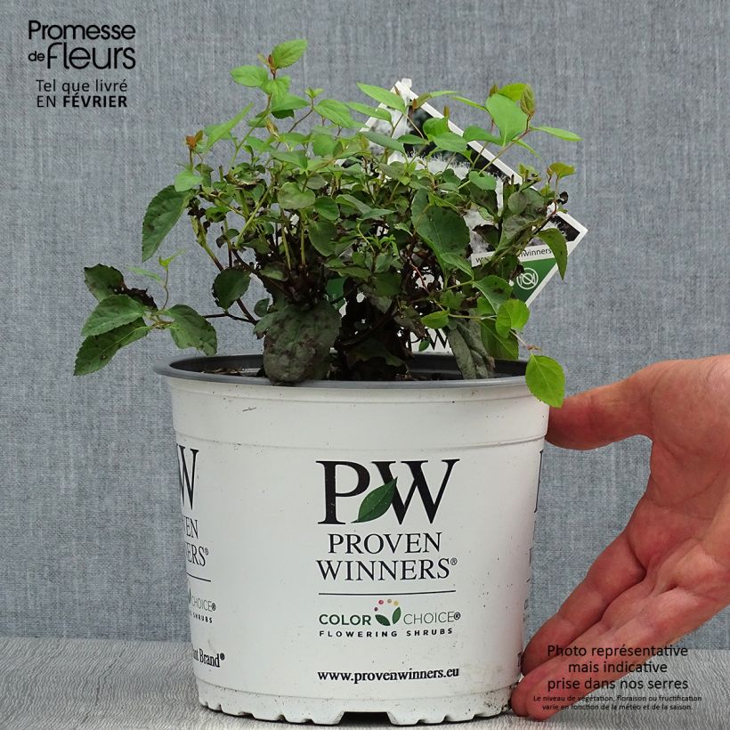 Example of Sommerspiere Double Play Kazoo - Spiraea japonica Topf mit 2L/3L as you get in automne