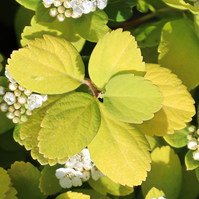 Birkenblättrige Spiere Island - Spiraea betulifolia (Foliage)