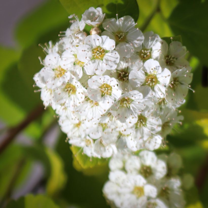 Birkenblättrige Spiere Island - Spiraea betulifolia (Flowering)