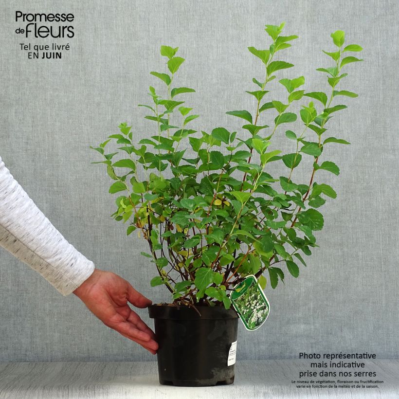 Exemplar von Birkenblättrige Spiere Tor - Spiraea betulifolia Topf mit 3L/4L wie im Sommer geliefert