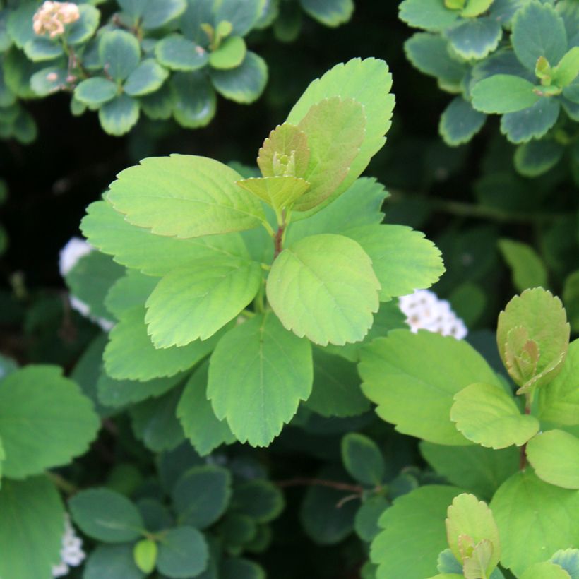 Birkenblättrige Spiere Tor - Spiraea betulifolia (Foliage)
