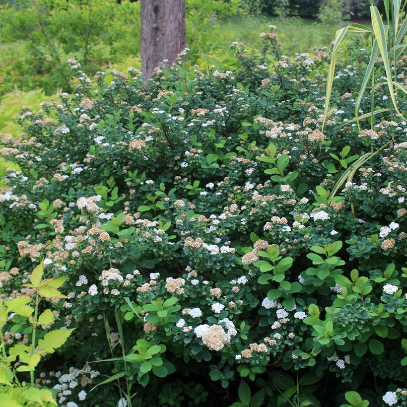 Birkenblättrige Spiere Tor - Spiraea betulifolia (Plant habit)